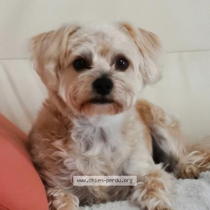 Photo 1/1 Chien retrouvé Perdu à Parentis en born