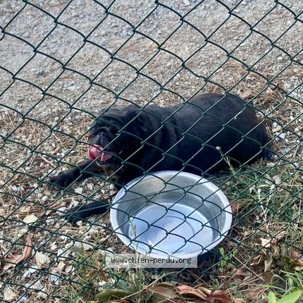 Photo de chien trouvé à Sarzeau