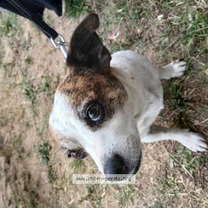 Photo de chien trouvé à Mazion