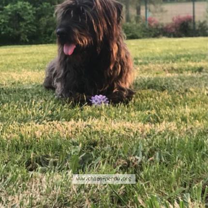 Photo 1/1 Chien retrouvé Perdu à Brives charensac