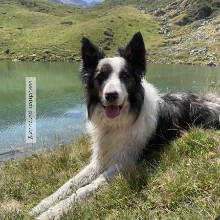 Photo de chien perdu à Hiis