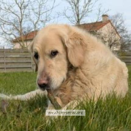 Photo 1/1 Chien retrouvé Perdu à Vair sur loire