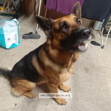 Photo 1/1 Chien retrouvé Trouvé à Bain de bretagne