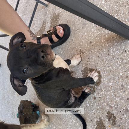 Photo 1/1 Chien retrouvé Perdu à Chatelaillon plage