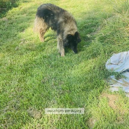 Photo 1/1 Chien trouvé Trouvé à Fry