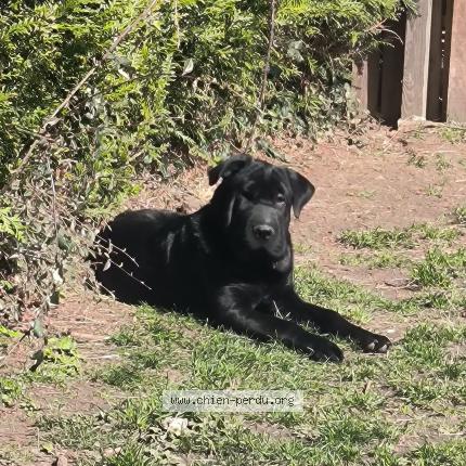 Photo de chien perdu à Dieppe