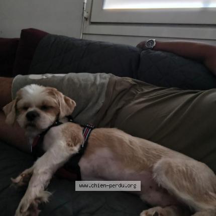 Photo 1/1 Chien retrouvé Perdu à Saint raphael valescure