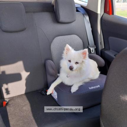 Photo de chien perdu à Coquelles