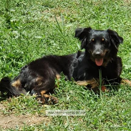 Photo de chien perdu à San Pedro Sula