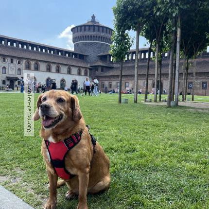 Photo de chien perdu à Bouge Chambalud