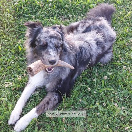 Photo de chien perdu à Hillion