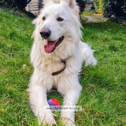 Photo 1/1 Chien retrouvé Perdu à Dannemois