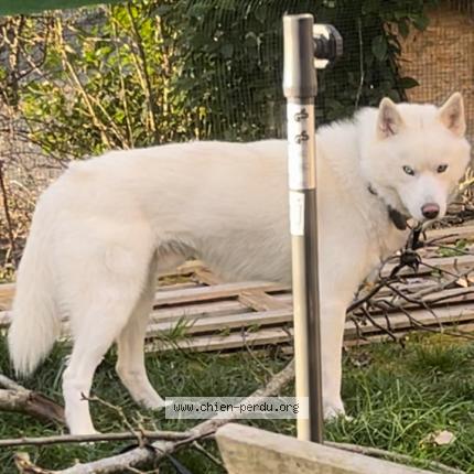 Photo 1/1 Chien retrouvé Perdu à Sainte maure de touraine