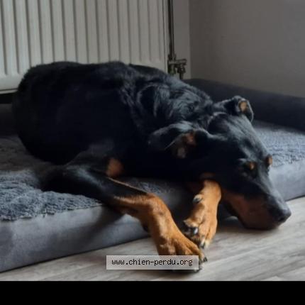 Photo 1/1 Chien retrouvé Perdu à Neuves maisons