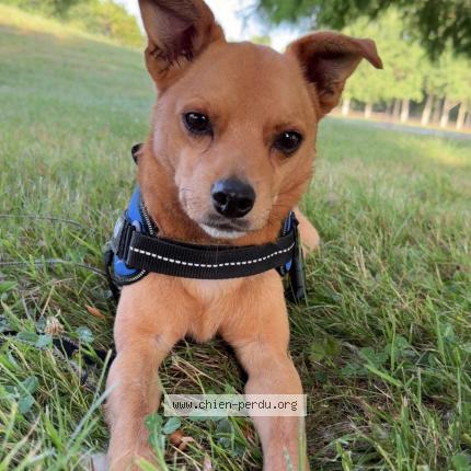 Photo 1/1 Chien retrouvé Perdu à Rocourt saint martin