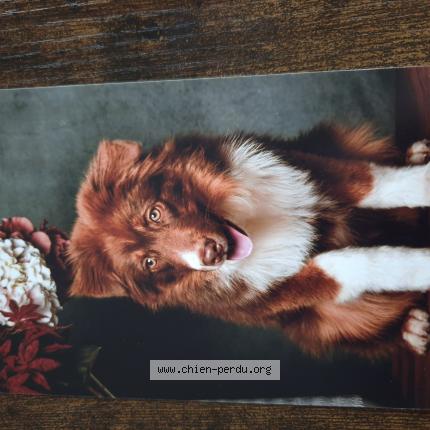 Photo 1/1 Chien retrouvé Perdu à Commer