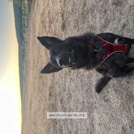 Photo 1/1 Chien retrouvé Perdu à Coulanges les nevers