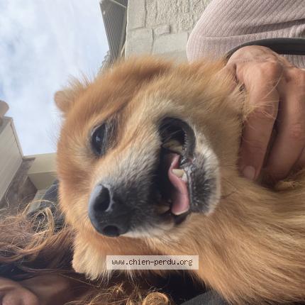 Photo de chien trouvé à Vaux Sur Mer