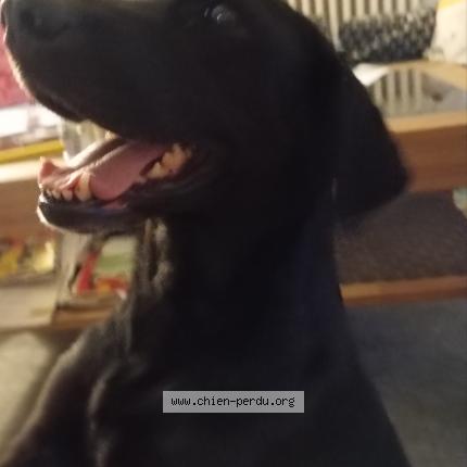 Photo de chien perdu à Evans