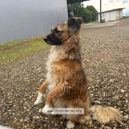 Photo 1/1 Chien retrouvé Trouvé à Erstein