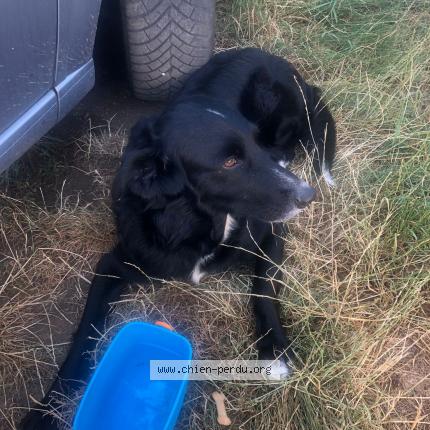 Photo de chien trouvé à St Jeure D Ay