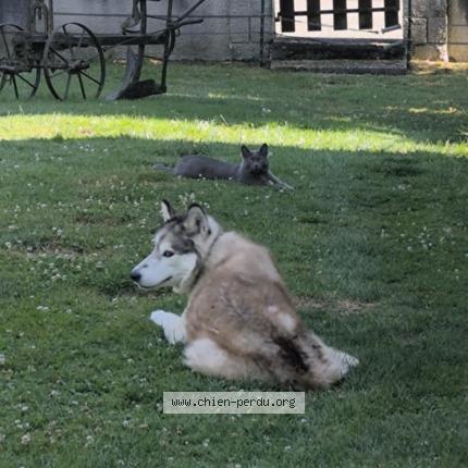 Photo de chien perdu à Dambenois