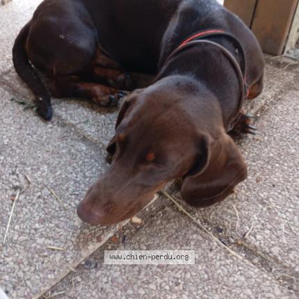 Photo 1/1 Chien retrouvé Perdu à Epervans