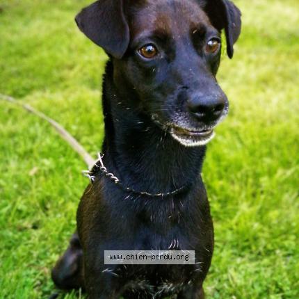 Photo 1/1 Chien retrouvé Perdu à Mertzwiller