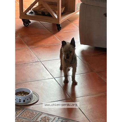 Photo 1/1 Chien retrouvé Perdu à Gauchy