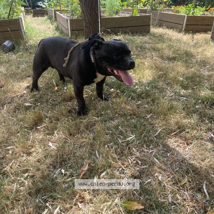 Photo 1/1 Chien retrouvé Trouvé à Avrille