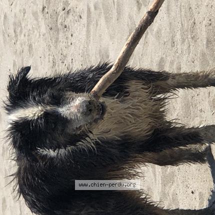 Photo 1/1 Chien retrouvé Trouvé à Agde