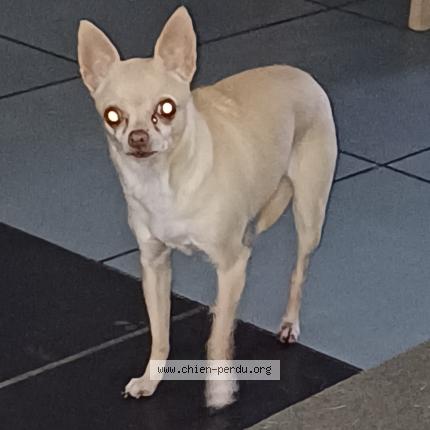 Photo 1/1 Chien retrouvé Perdu à Saint ay