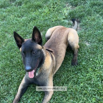 Photo 1/1 Chien retrouvé Perdu à Veynes