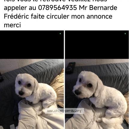 Photo 1/1 Chien retrouvé Perdu à Briouze