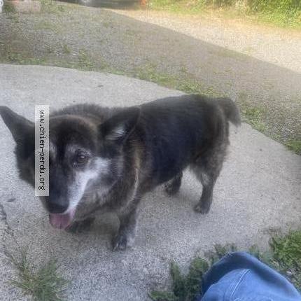 Photo de chien trouvé à Pleguien