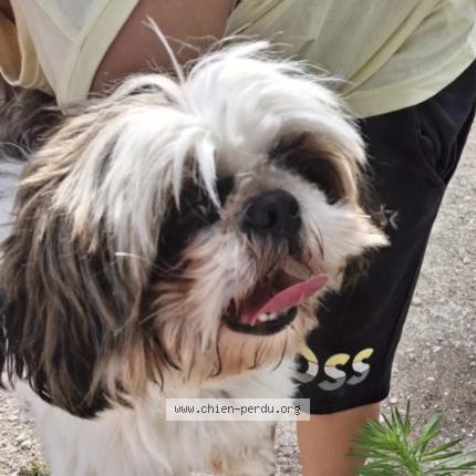 Photo 1/1 Chien retrouvé Trouvé à Saran