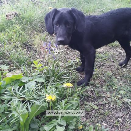 Photo 1/1 Chien retrouvé Perdu à Le havre
