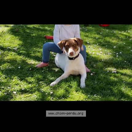 Photo 1/1 Chien retrouvé Perdu à Bain de bretagne