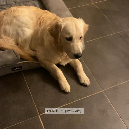 Photo 1/1 Chien retrouvé Perdu à Pleugueneuc