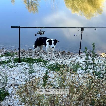 Photo 1/1 Chien retrouvé Perdu à Joinville