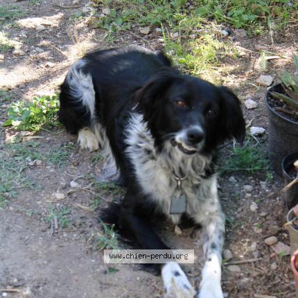Photo 1/1 Chien retrouvé Perdu à Septemes les vallons
