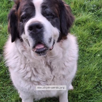 Photo 1/1 Chien retrouvé Perdu à Saint boes