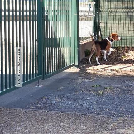 Photo de chien trouvé à Verrieres En Anjou