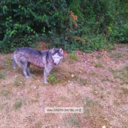 Photo 1/1 Chien retrouvé Trouvé à Boulaur