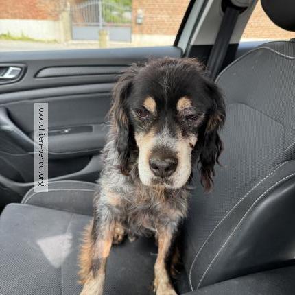 Photo 1/1 Chien retrouvé Trouvé à Merck saint lievin