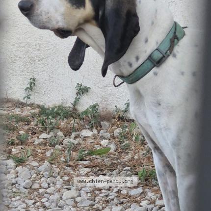 Photo 1/1 Chien retrouvé Trouvé à Simiane collongue