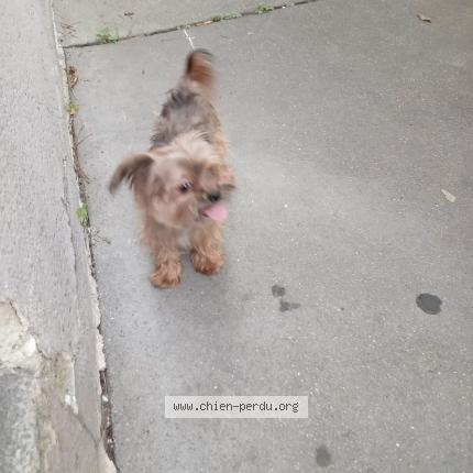 Photo 1/2 Chien retrouvé Perdu à Paris