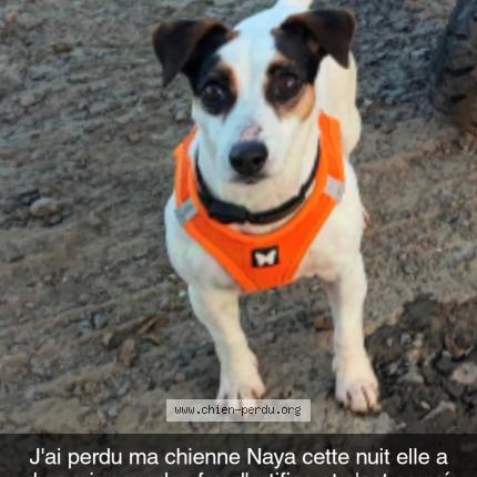 Photo 1/1 Chien retrouvé Perdu à Chinon