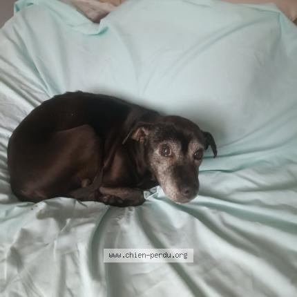 Photo de chien perdu à Loctudy