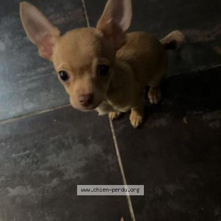 Photo de chien perdu à Antony